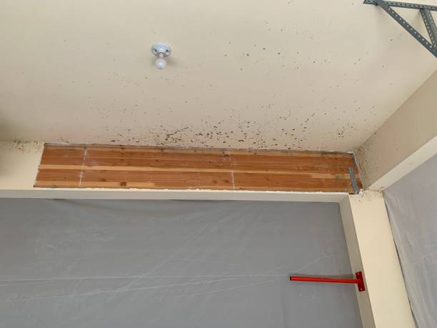 Trusted Greenback, TN Mold Removal Experts